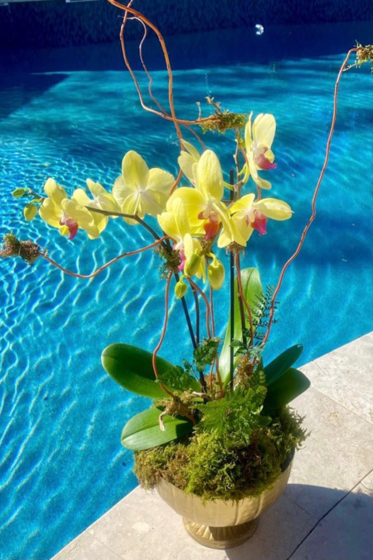 Orchids Miri