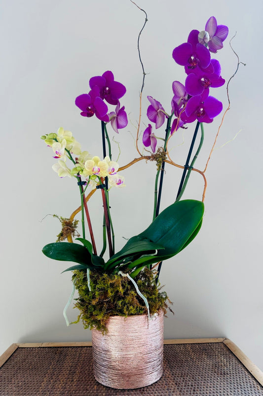 Orchids Kimberly