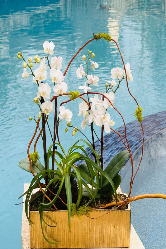 Orchids Natalie