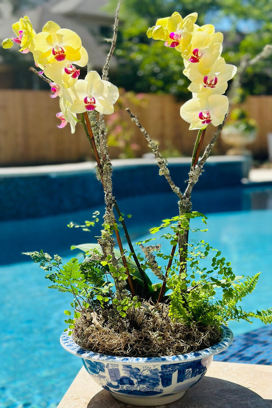 Orchids Kim